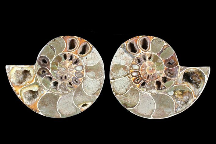 Cut & Polished Ammonite (Anapuzosia?) Pair - Madagascar #88006